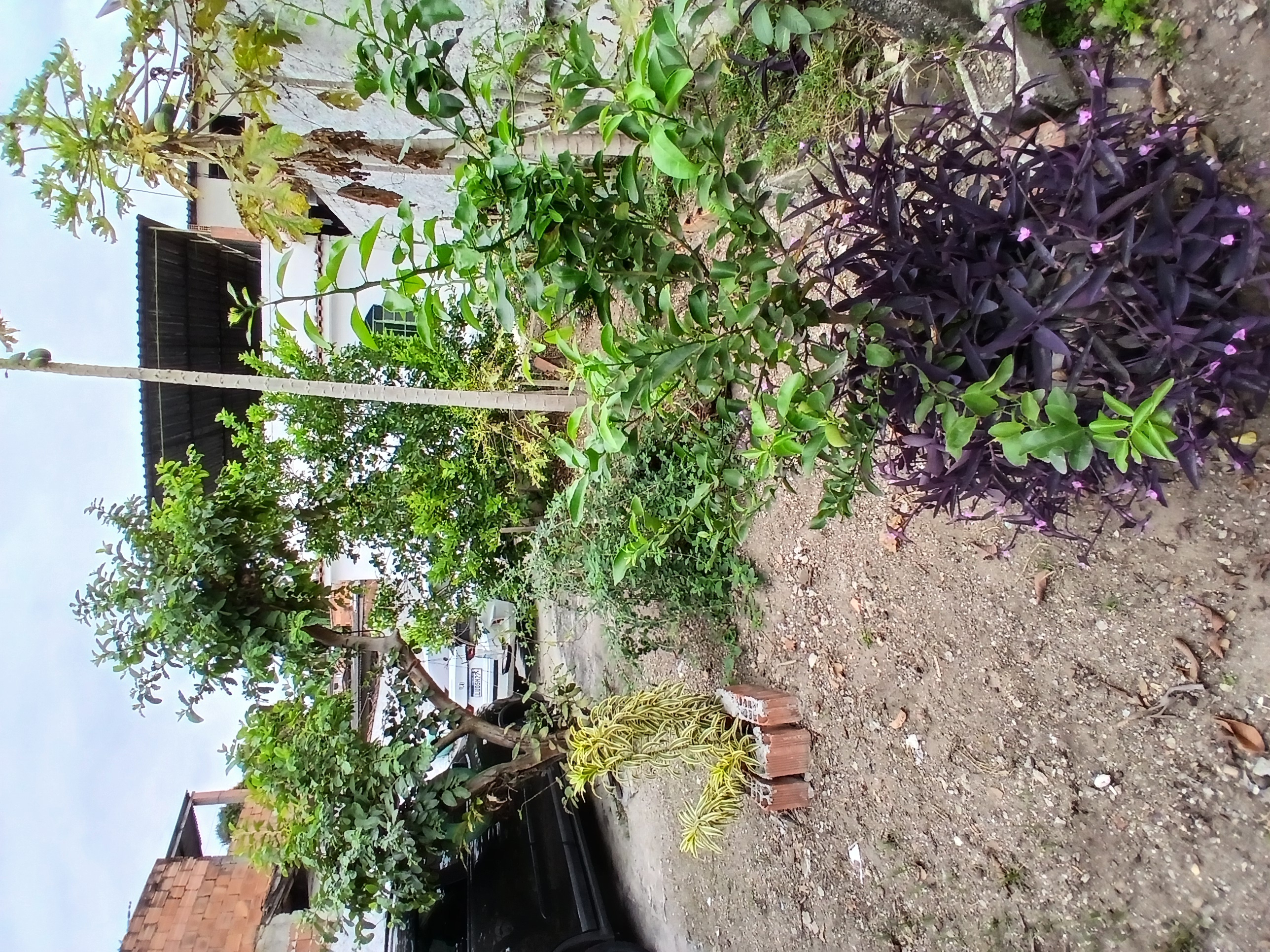 Foto - São Gonçalo - Galo Branco