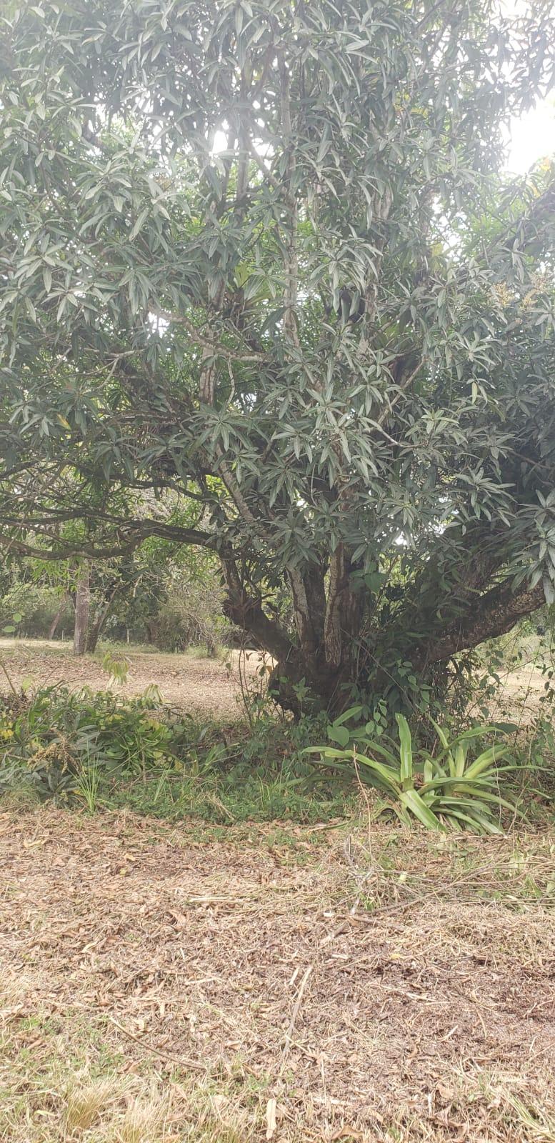 Foto - Camaragibe - Aldeia dos Camarás